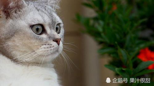 草草猫咪在线视频,萌宠在线互动，欢乐时光无限