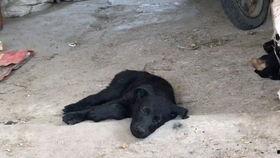 代号黑狗四在线视频,揭秘神秘代号背后的传奇故事