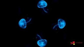 Mide537在线视频,深度解析现代企业管理核心策略